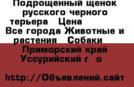 Подрощенный щенок русского черного терьера › Цена ­ 35 000 - Все города Животные и растения » Собаки   . Приморский край,Уссурийский г. о. 